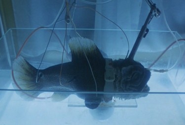 Starkist scientists use advanced genetic techniques to come up with a Tuna with good taste.