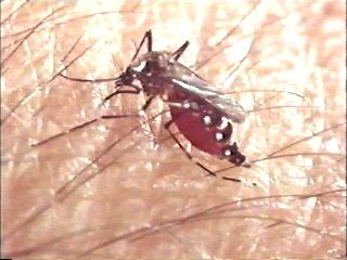 The mosquitoes cast for this movie were method actors